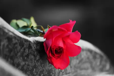 red rose on tombstone